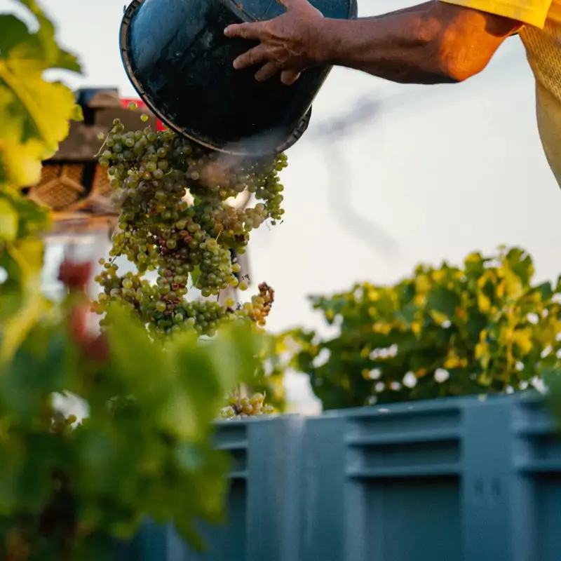 agro-sp-web-new